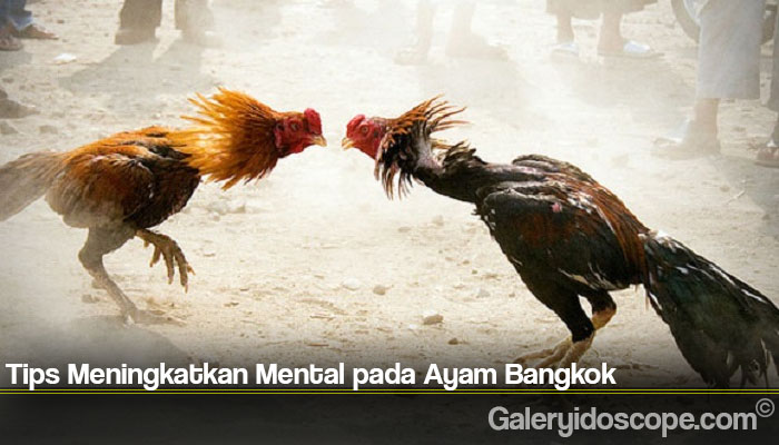 Tips Meningkatkan Mental pada Ayam Bangkok